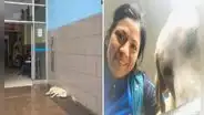 Adoptan a perrito que esperó tres días a su dueño fallecido en hospital