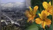 Huancayo: productores paperos se dedican a comercializar flores
