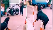 Rottweiler sorprende al quitarse la cadena y correr detrás de un hombre