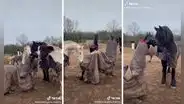 Dos personas se disfrazan de un caballo e interactúan con otros de verdad