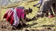 Agrobanco colocó créditos por 440 millones de soles del Fondo Agroperú