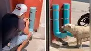 Joven coloca dispensadores de comida y agua para ayudar a perros callejeros