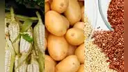 Midagri: más de un millón de hectáreas se cultivaron de agosto a febrero