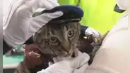 Gata se convierte en jefa de Policía por un día tras salvar a adulto mayor