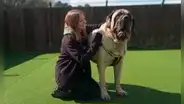 Conoce a Galahad, el mastín inglés de 100 kilos que busca un hogar