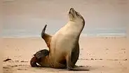 Foca enternece por peculiar forma de jugar en la arena