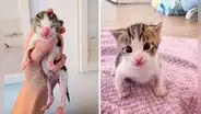 Gatito bebé consigue un nuevo hogar luego de ser rescatado de la calle 