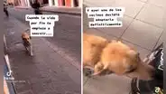 Perrita callejera recibe ayuda de vecinos y uno de ellos decide adoptarla 