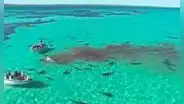 EE.UU.: tiburón muerde a una mujer de 64 años en una playa de Florida