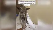 Perro adoptado ‘cree’ que aún vive en la calle y tiene miedo de dormirse