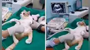 Llevan a su gata preñada al veterinario para que le hagan un ultrasonido