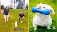 Joven hace sesión de fotos a perrito en Miraflores y el resultado sorprende