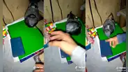 Paloma ingresa a casa y no deja que jóvenes agarren su cubo mágico