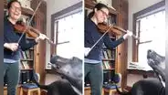 Perro oye a su dueña tocar el violín y la acompaña con curiosos aullidos