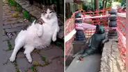 Conoce a Tombili, el gato callejero que tiene su propia estatua en Estambul