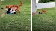 Mujer deja a su hijo al cuidado de su perro y al regresar los encuentra en tierna escena
