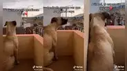 Perro observa a su dueño cuando se va a trabajar y llora al verlo alejarse