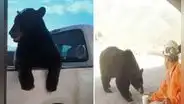 Oso espera en la carretera para ‘pedir’ a los conductores que le den un paseo