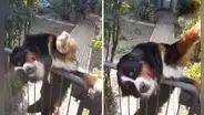 Perrito espera a su vecino todos los días para saludarlo antes de que vaya a trabajar