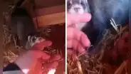Hurón sostiene el dedo de su dueña para llevarla a conocer a sus bebés recién nacidos