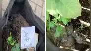 Acude a una tienda de plantas y encuentra a conejos bebés viviendo en una maceta