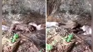 Jóvenes pasean por la selva peruana y encuentran a una mamá sajino con sus bebés