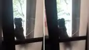 Perro regresa a casa luego salir a jugar y toca el timbre para que le abran la puerta