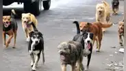 Aprueban norma que prioriza esterilización de perros y gatos