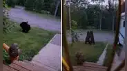 Escucha ruidos dentro de su casa y descubre a osos bebés jugando en su jardín