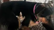 Perrita callejera ‘adopta’ a gatita y ambas se convierten en compañeras inseparables