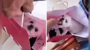 Perro se camufla dentro de una bolsa de compras para pasear en centro comercial