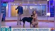 Perrito sin hogar entra a set de TV y conductora decide llevárselo a su casa