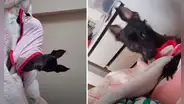 Perro travieso ingresa al cuarto de su dueño para ‘pedirle’ que le ponga su pijama