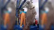 Fotografía de mero gigante no fue captada en Tumbes