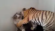 Feroz tigre se acerca a pequeño gatito y este asombra con su reacción