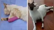 Gatito con discapacidad recibe prótesis para que vuelva a caminar tras sufrir un accidente