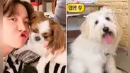 BTS: veterinario agradece a J-Hope por promover la adopción de mascotas