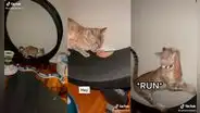 Travieso gato escapa con un pedazo de pollo y protagoniza inesperado desenlace