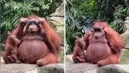 Orangután usa los lentes de sol que un visitante del zoológico dejó caer