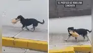 Perrito se ‘roba’ una bolsa de pan y huye de prisa para no ser descubierto
