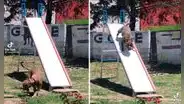 Perros aprovechan la ausencia de los niños para disfrutar de los juegos en el parque 
