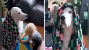 Pequeña protege a su perro con sus frazadas para evitar que sufra por el frío