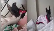Perrita ingresa al cuarto de su dueño para ‘pedirle’ que le pongan su pijama para dormir