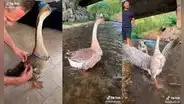 Hombre muestra cómo disfruta de dar paseos junto a sus queridas mascotas