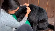 Joven ingresa a jaula de pantera para acariciarla y este se comporta como un ‘indefenso gatito’