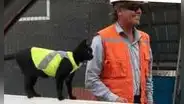 Gatito se refugia en una construcción y los obreros lo adoptan al integrarlo a su equipo