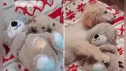 Perrito no se separa de su oso de peluche y se acuesta junto a él todos los días