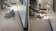 Perrito cambia de sitio su cama para acomodarla donde le dé el sol
