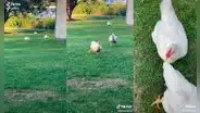 Granjero muestra la emoción de sus gallinas cuando las llama para comer