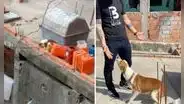 Perrito se emociona al ser rescatado después de vivir dos años encadenado en una azotea
